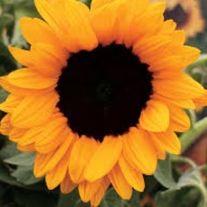 Meet your Posher, Sb